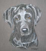black lab pup portrait - Molly