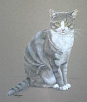 pastel drawing of grey and white cat - full body portrait of Barney