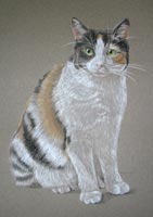 cat portrait - buffy