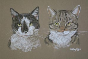 double cat portrait - Zebedee and Dougal
