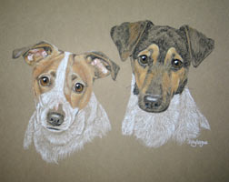 jack russells - portrait of Pip and Jax