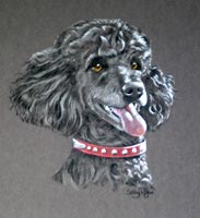 Poodle - Skippy'd portrait 