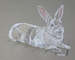 grey and white rabbit portrait - charlie