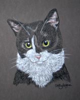 black and white cat - Scampy