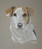 jack russel - Cassie