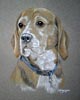 beagle portrait - barney