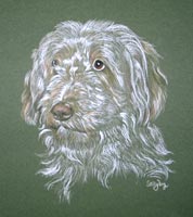 bearded collie portrait - Abbie