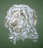 abbie - bearded collie