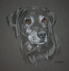 black lab - Bugle