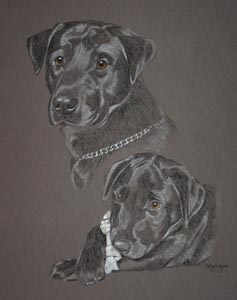 portait of Max as an adult and black labrador puppy