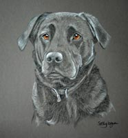 portrait of Obie - Black Lab