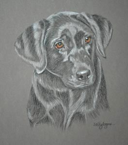 black lab pup - Nell