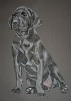 black lab - full body portrait