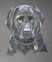 black labrador - portrait of Jess