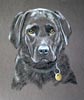 black labrador - portrait of Jess