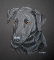 black labrador - splodge