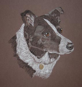 border collie_jess