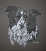 border collie portrait - Kai