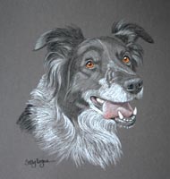 portrait of Kayleigh - Border collie