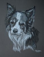 Border Collie - Kelly