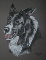 border collie portrait of Pup