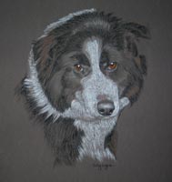 Rascal - border collie