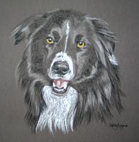 rover - portrait of border collie