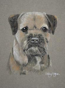 Rolly - border terrier