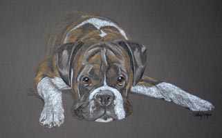 boxer dog portrait - henry