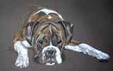 boxer dog portrait - Henry