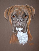 boxer dog - reef