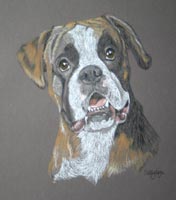 boxer dog portrait of Rhonda