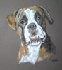 portrait of Rhonda - boxer dog