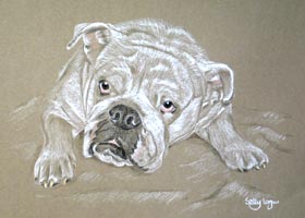 bulldog portrait - Molly