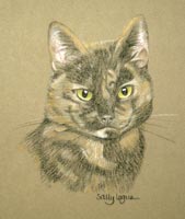 Tortoiseshell Cat, portrait of Brew 