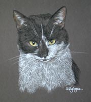 cat portrait Bruiser