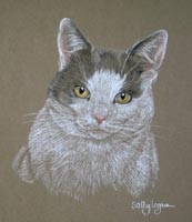 cat portrait - Mr Malo