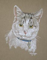 Nermal - white and grey cat