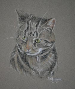 tabby cat - otis