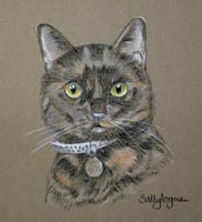 tortoiseshell cat - Tilly