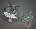 cats Missy and Macy