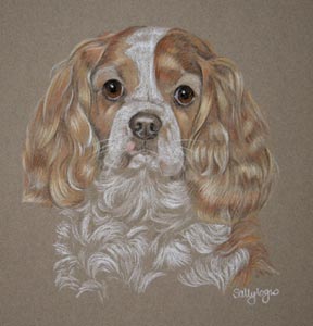 jake - cavalier king charles spaniel 