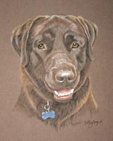 Billy  The Boy - chocolate labrador portrait