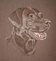 Chocolate Labrador - portrait of Norman
