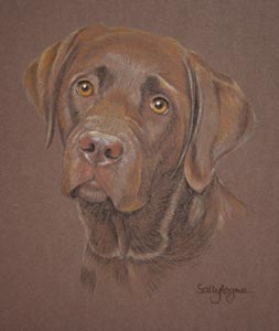 chocolate labrador pup - Tor