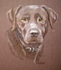 chocolate labrador portrait - Milton