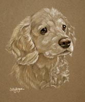 portriat of Brodwa - Cocker spaniel