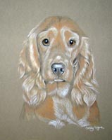 golden cocker spaniel - Electra