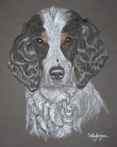 cocker spaniel Harvey 2