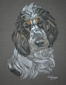 Harvey - Cocker spaniel